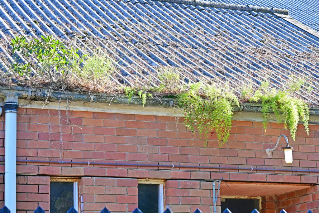 roof,gutter,cloged,up,with,plants,growing,in,it
